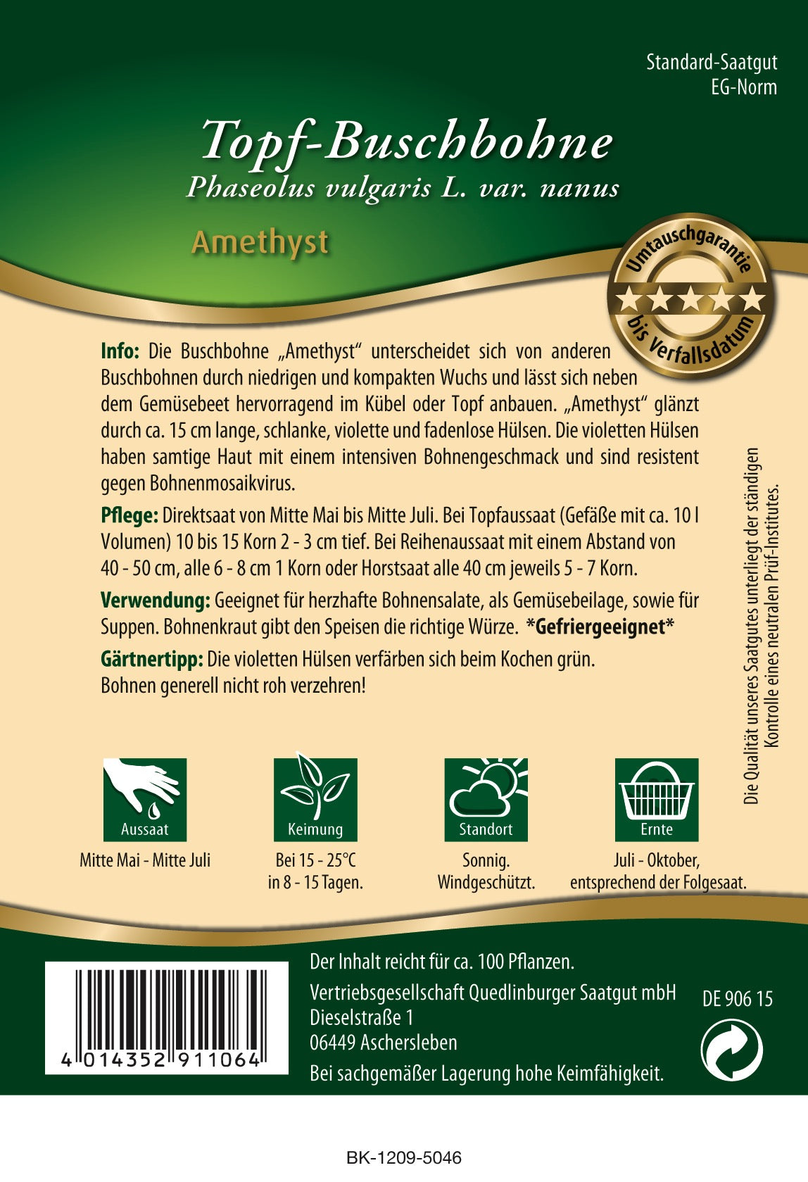 Topf-Busch-Bohnen Amethyst