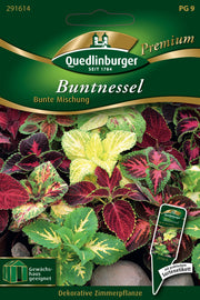 Buntnessel Bunte Mischung
