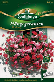 Hänge-Geranien Mischung