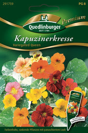 Kapuzinerkresse variegated Que