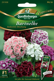 Bart-Nelken Bodestolz Mischung