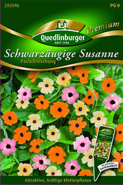 Schwarzäugige Susanne Pastellmischung