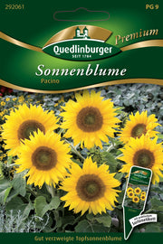 Sonnenblumen Pacino