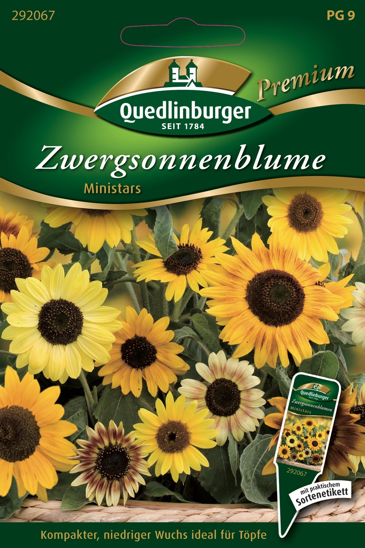 Zwerg-Sonnenblumen Ministars