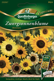 Zwerg-Sonnenblumen Ministars