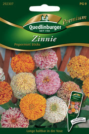 Zinnien Pepermint Sticks