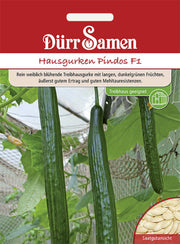 Hausgurken Pindos F1