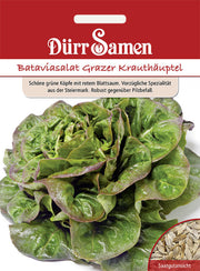 Bataviasalat Grazer Krauthäuptel