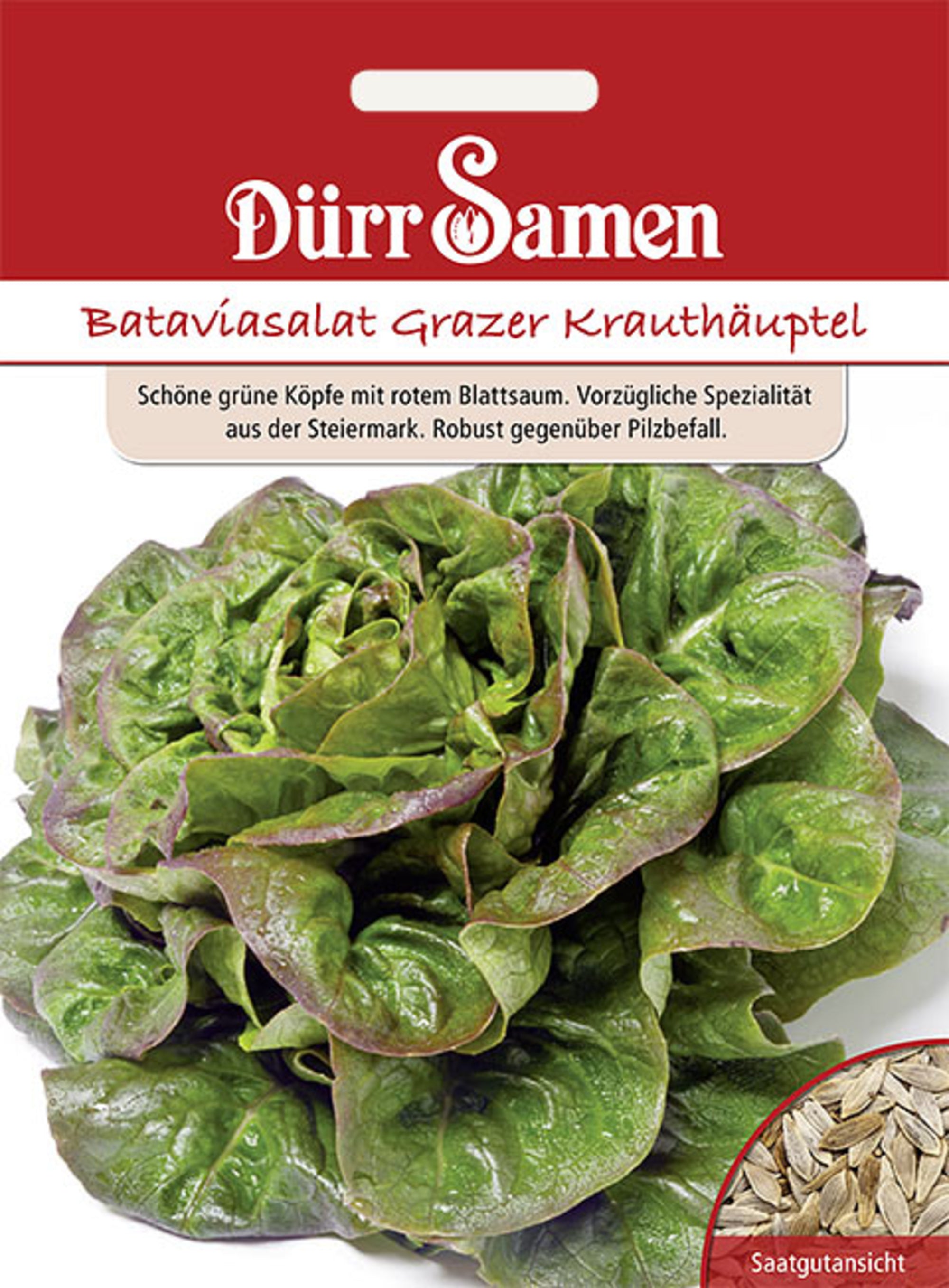 Bataviasalat Grazer Krauthäuptel