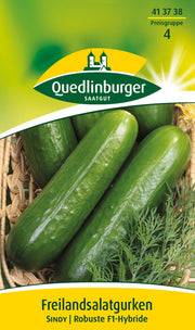 Freilandsalat-Gurken Sindy
