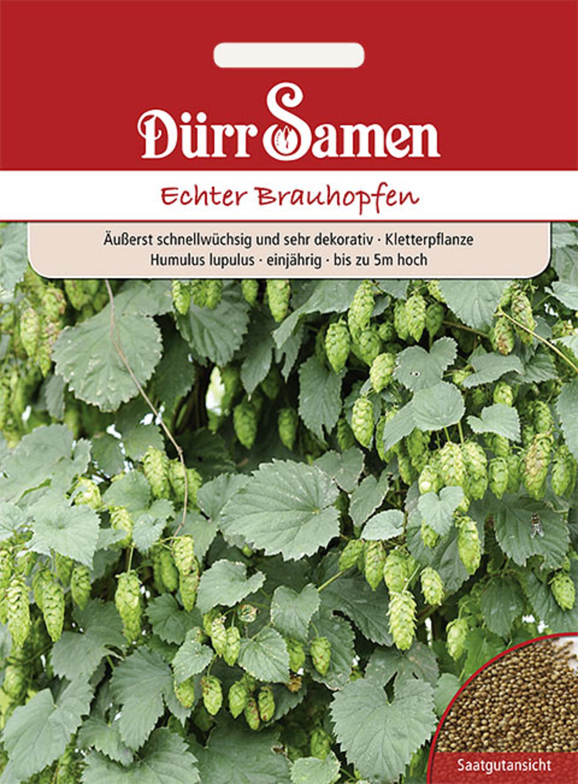 Echter Brauhopfen