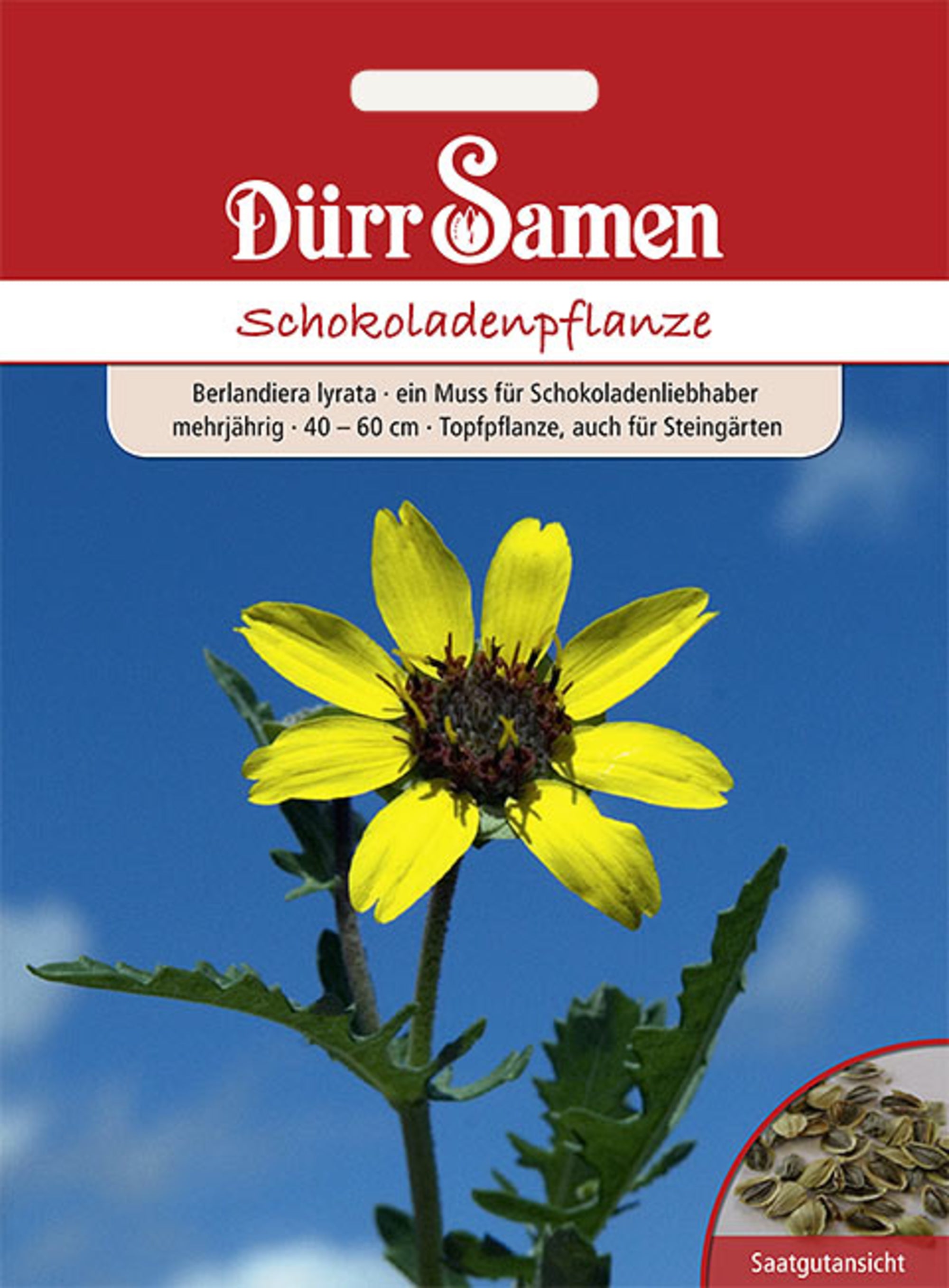 Schokoladenpflanze gelb mit Schokoladenduft mehrjährig