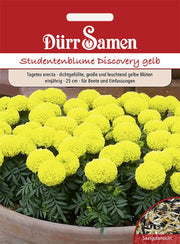 Studentenblumen Discovery gelb einjährig 25 cm