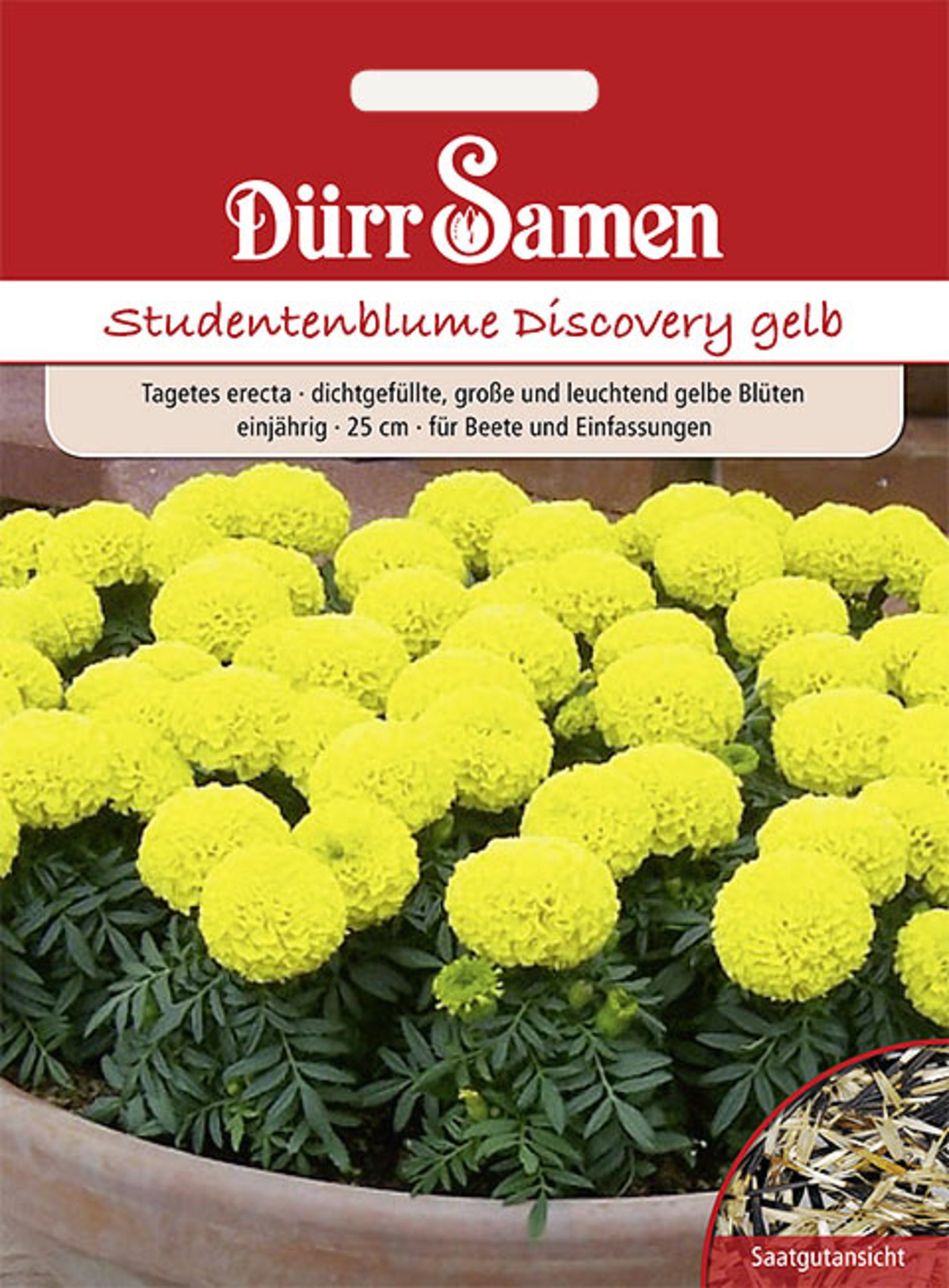 Studentenblumen Discovery gelb einjährig 25 cm