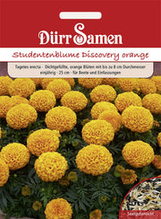 Studentenblumen Discovery orange einjährig 25 cm