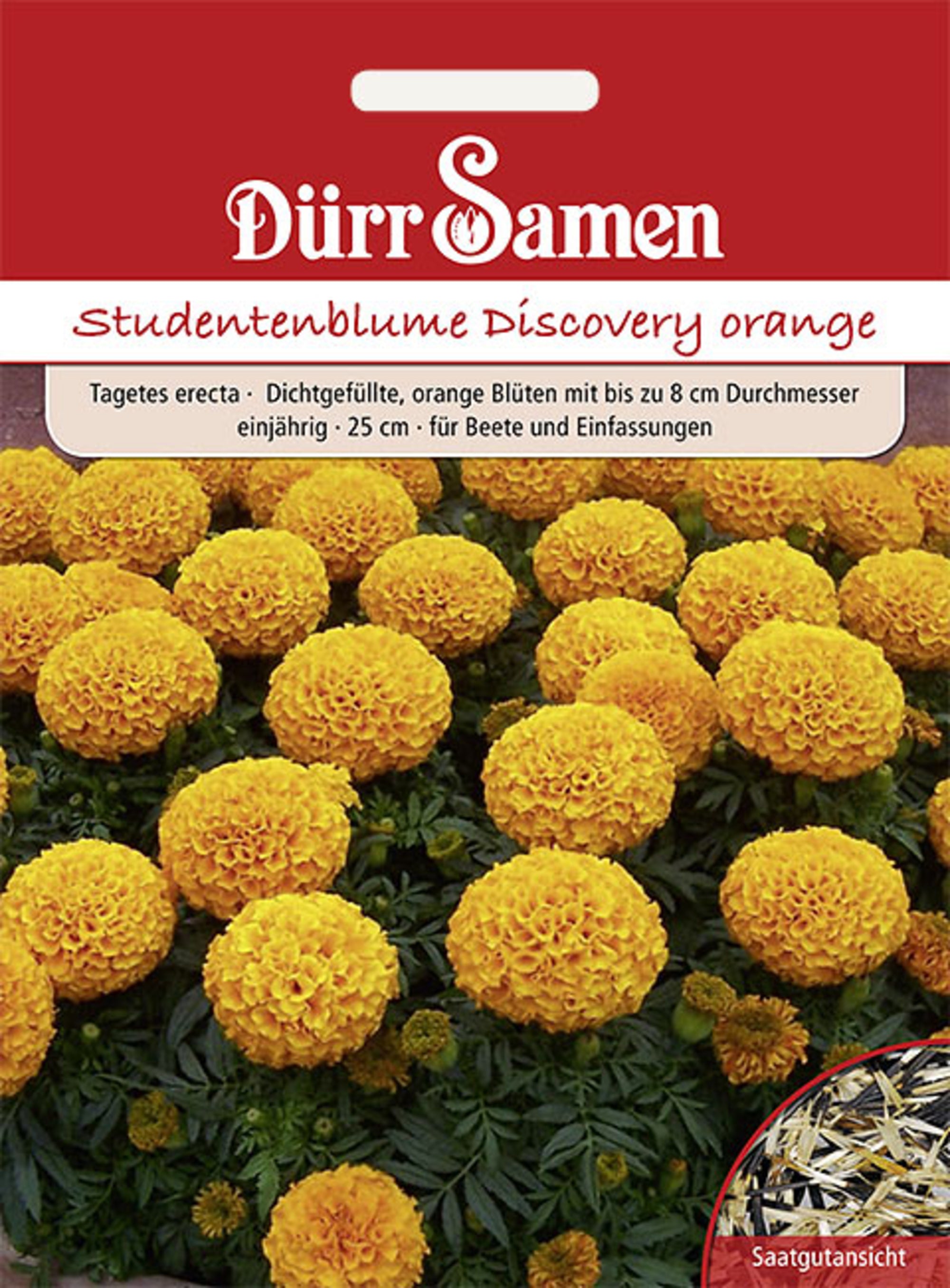 Studentenblumen Discovery orange einjährig 25 cm