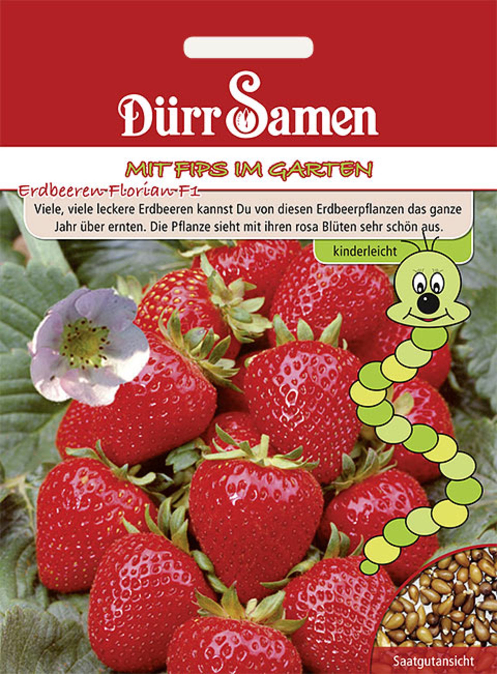 Kindersorte Erdbeeren Florian F1