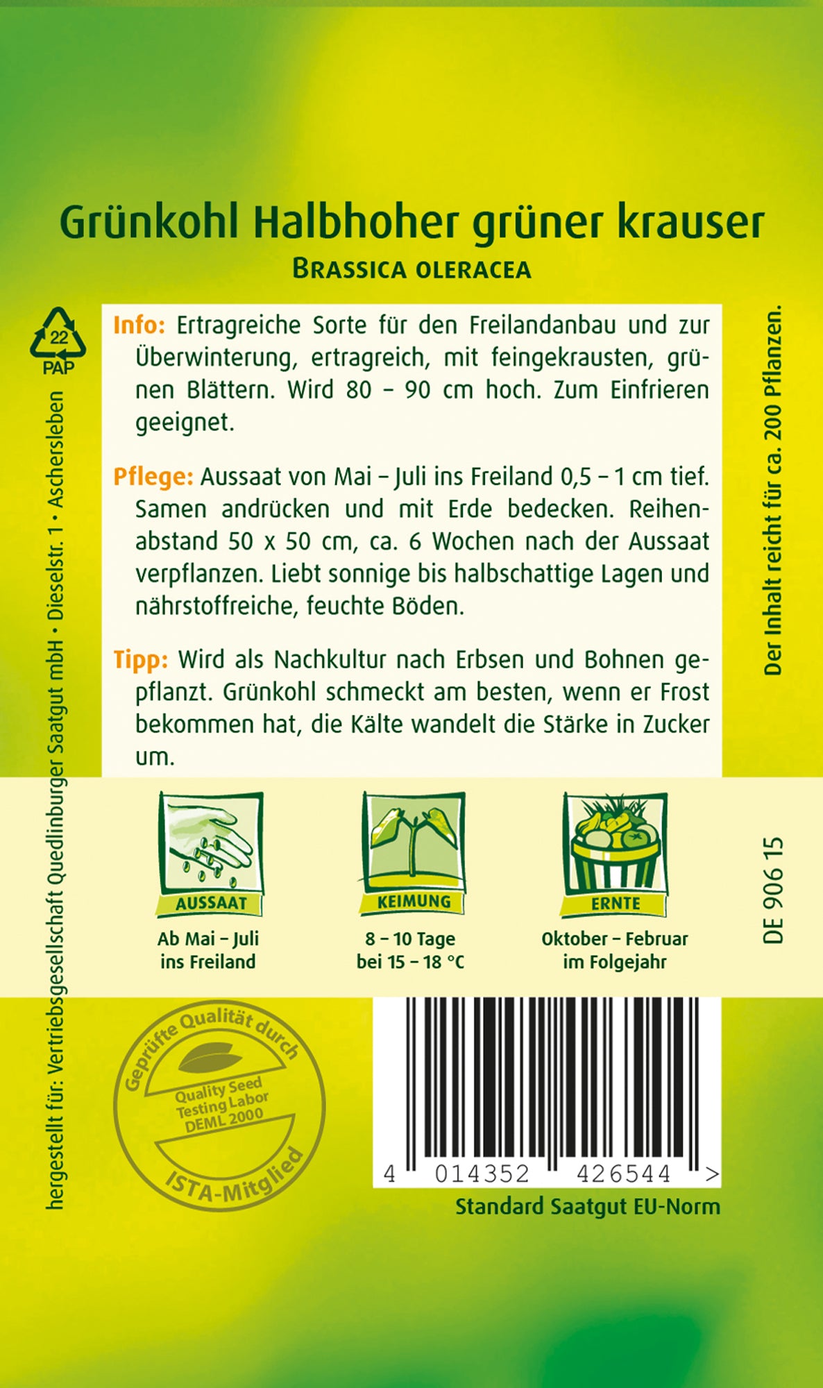 Grünkohl Halbhoher grüner krauser