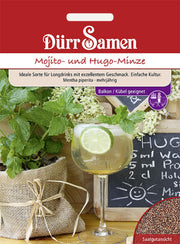 Mojito- und Hugo-Minze