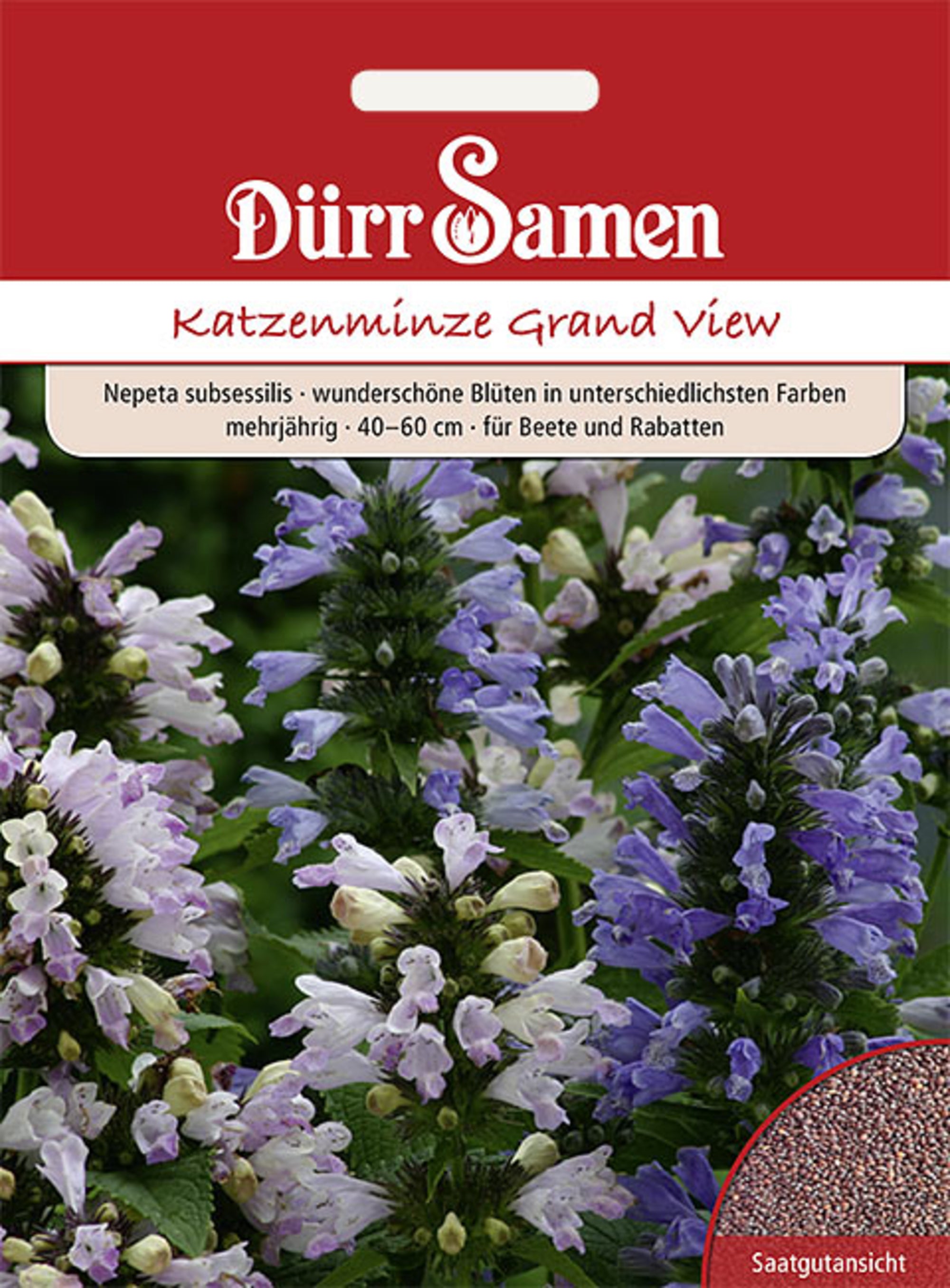 Nepeta subsessilis Katzenminze Grand View mehrjährig