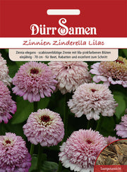 Zinnien Zinderella Lilac einjährig 70 cm