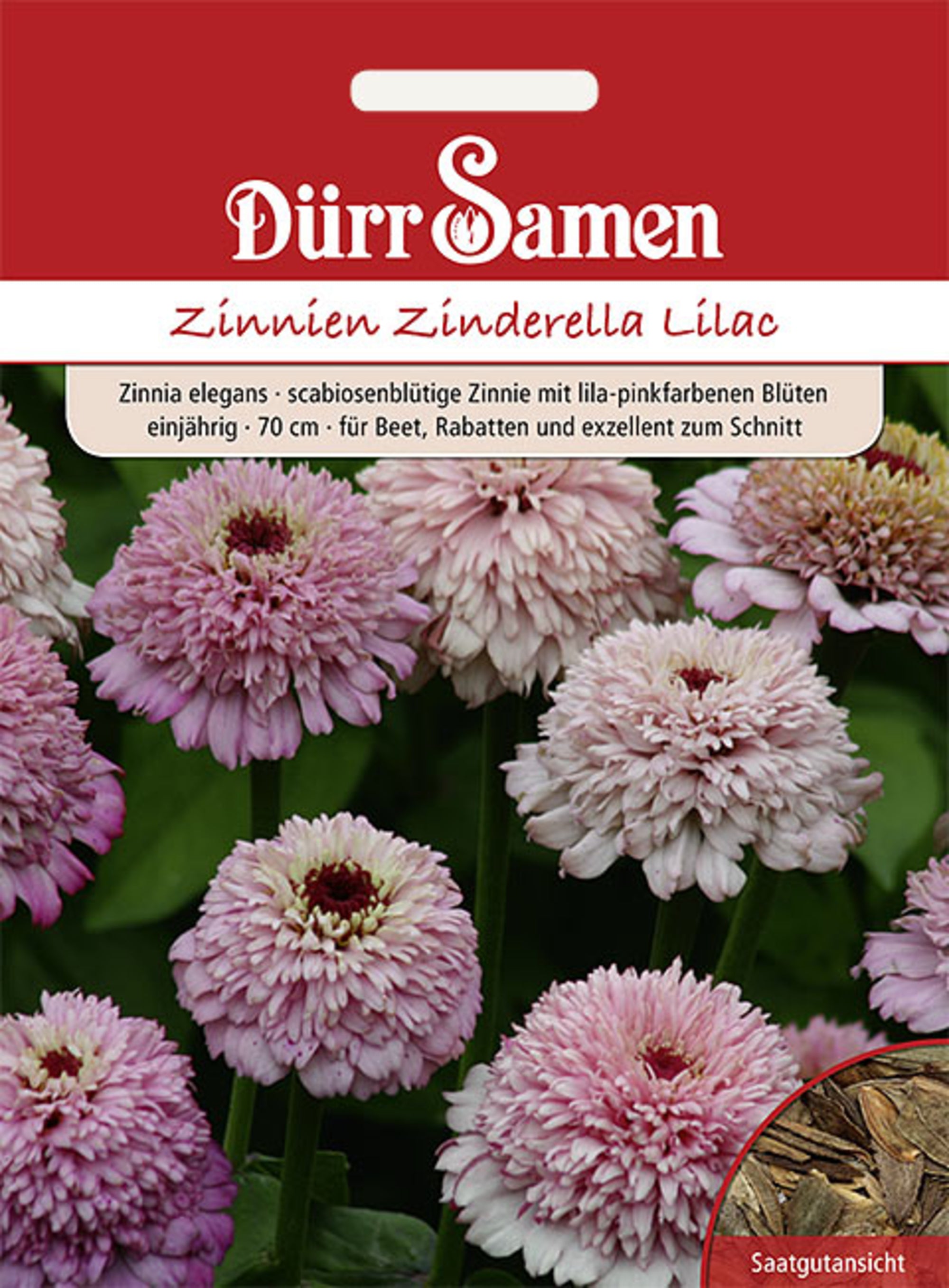 Zinnien Zinderella Lilac einjährig 70 cm