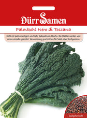 Palmkohl Nero di Toscana