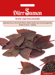 Rote Gartenmelde