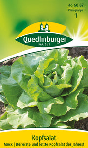 Kopfsalat Muck