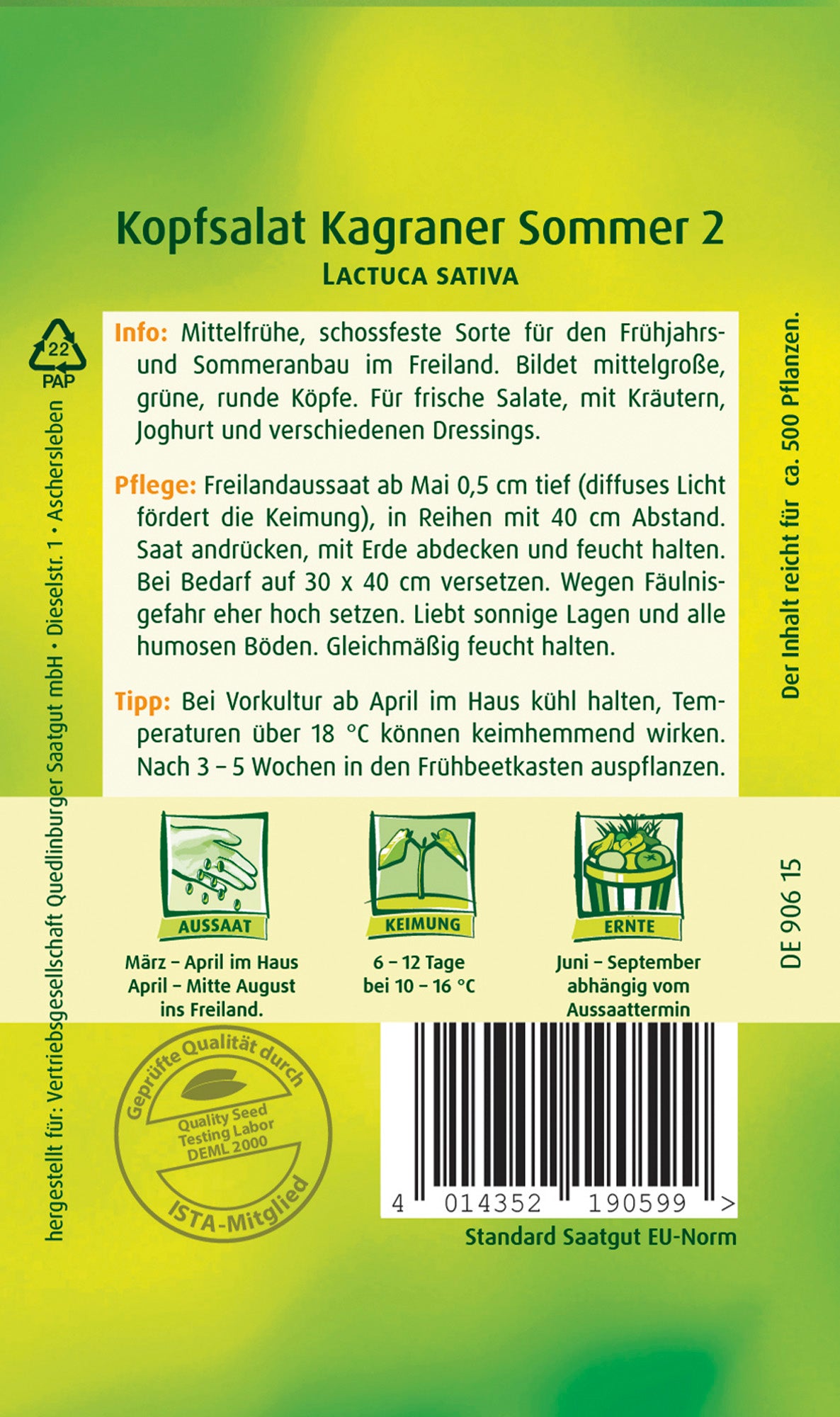 Kopfsalat Kagraner Sommer 2