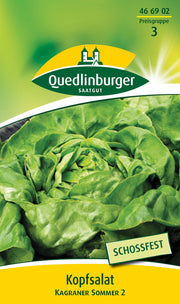 Kopfsalat Kagraner Sommer 2
