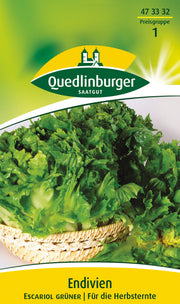 Endivien Escariol Grüner