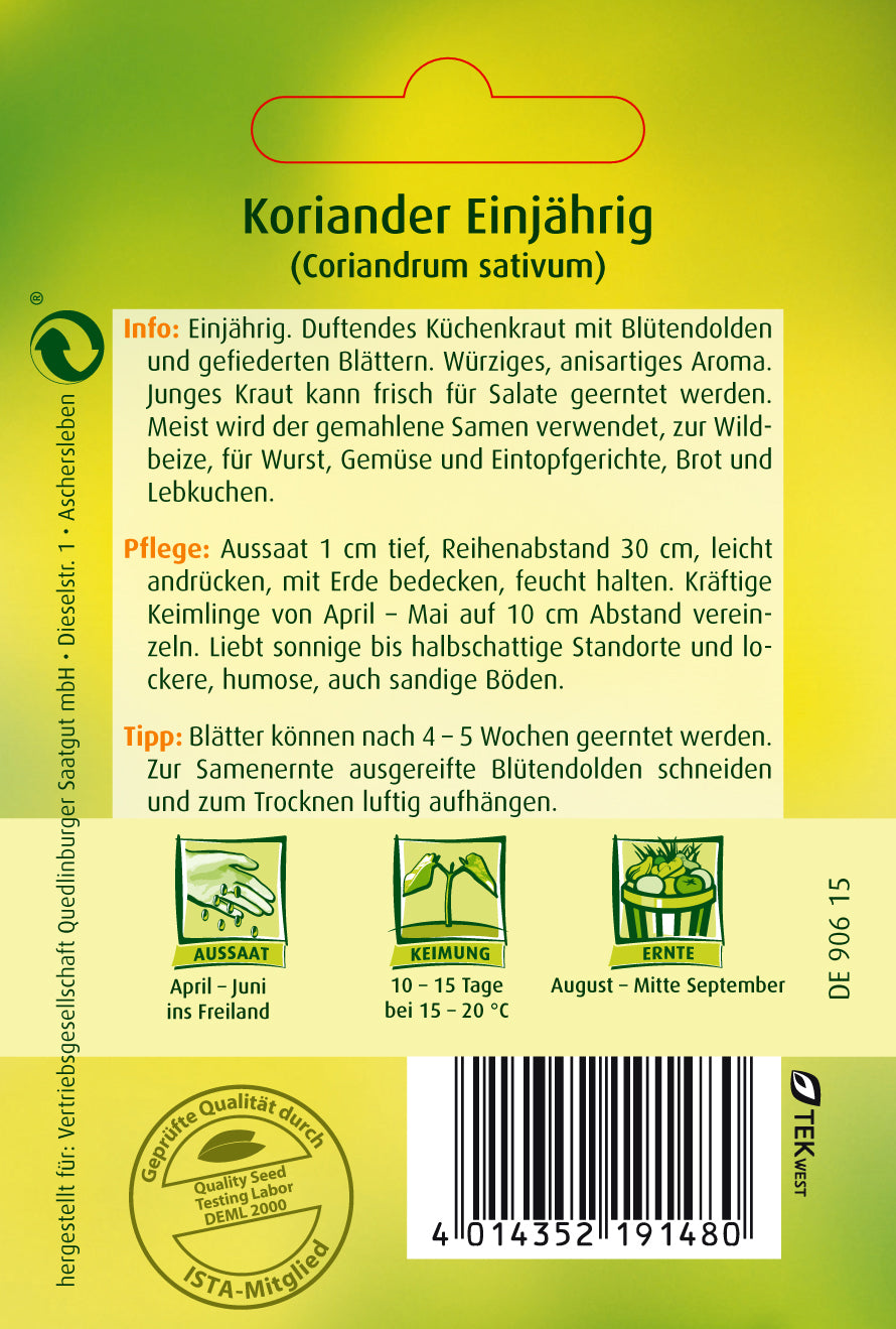 Koriander Thüringer