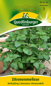 Zitronenmelisse