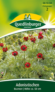 Adonisröschen Blutrot