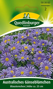 Australisches Gänseblümchen