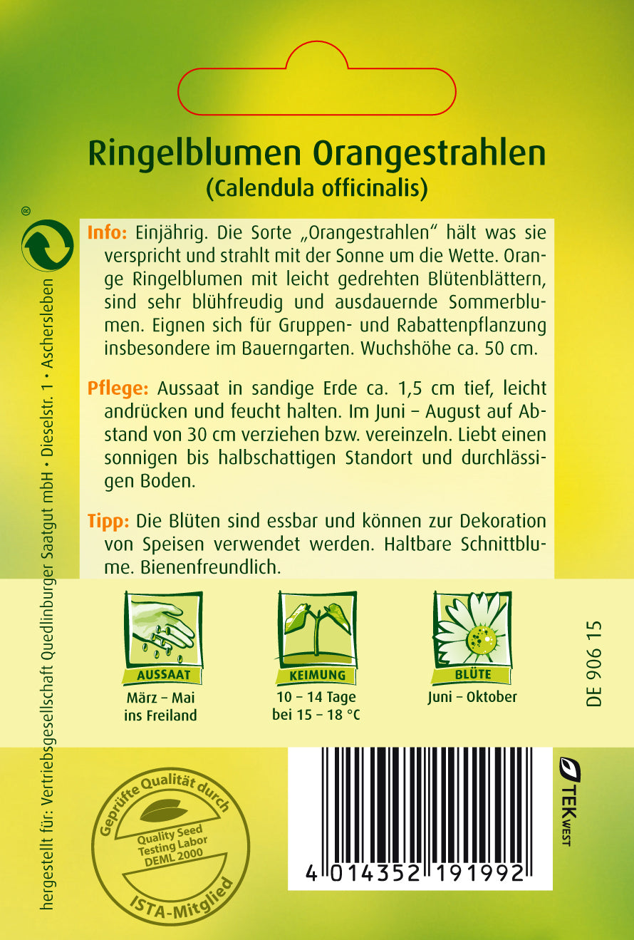 Ringelblumen Orangestrahlen