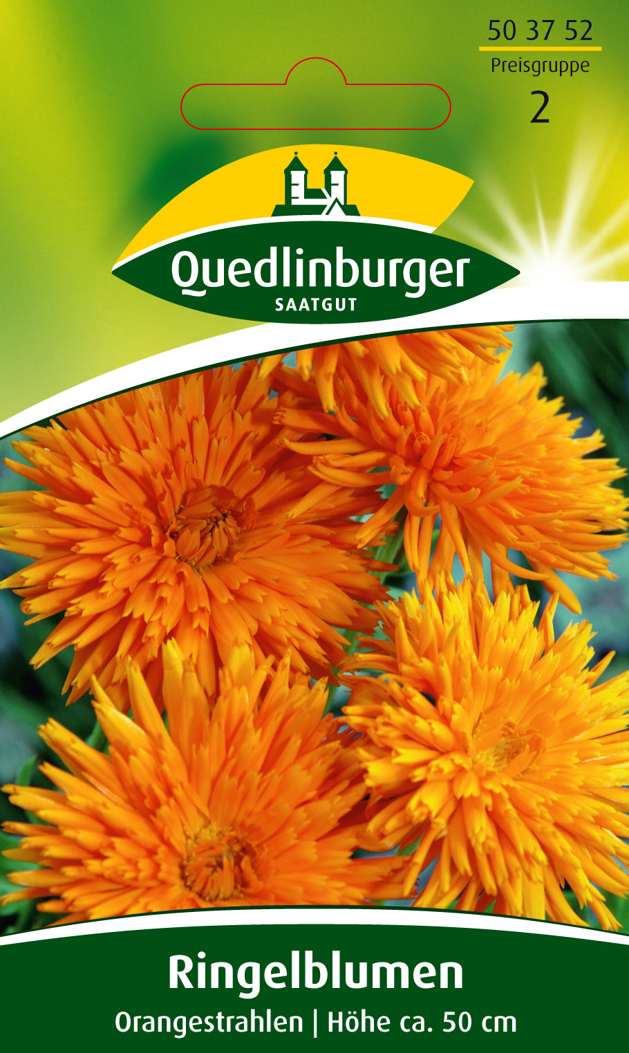 Ringelblumen Orangestrahlen