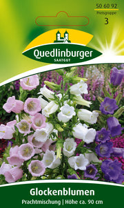 Glockenblume Prachtmischung