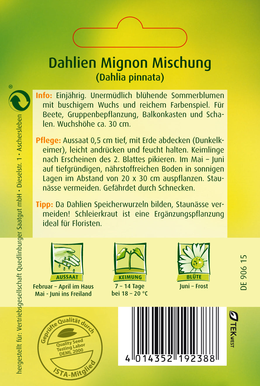 Dahlien Mignon Mischung