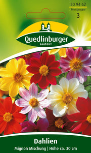 Dahlien Mignon Mischung