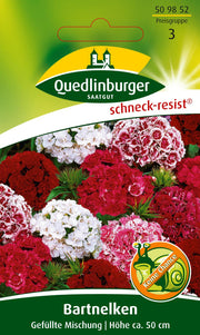 Bart-Nelken Gefüllte Mischung