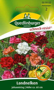 Land-Nelken Johannistag