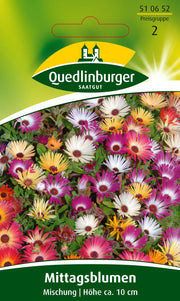 Mittagsblume Mischung