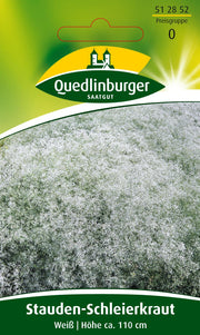 Stauden-Schleierkraut Weiß