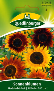 Sonnenblumen Herbstschönheit