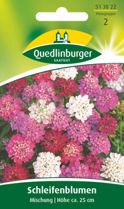 Schleifenblume  Mischung