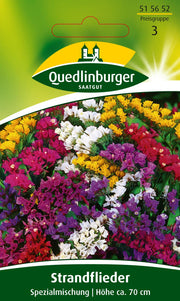 Strandflieder Spezialmischung
