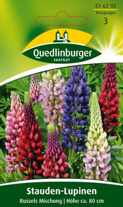 Stauden-Lupine Russels Mischung