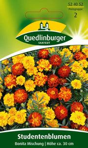 Studentenblumen Bonita